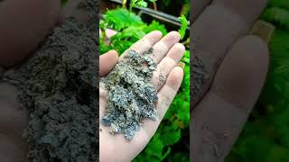 Chilli plant care tips gardening mirchikikheti gardeningtips organicfertilizer agriculture [upl. by Jew]