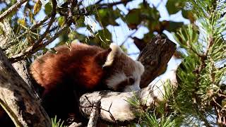 Red Panda [upl. by Lovell]