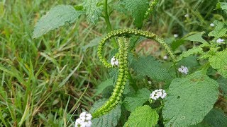 HELIOTROPIUM INDICUM Indian Heliotrope Indian Turnsole  Medicinal Plants  The Rural Life [upl. by Hamirak816]