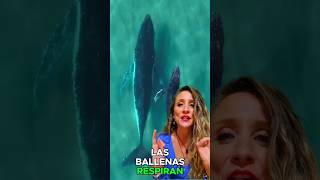 ¿La BALLENA es un PEZ lapizarradeana videoseducativosparaniños shorts [upl. by Ayojal]