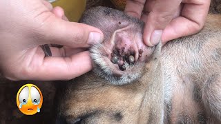 How To Removal Ticks Flea On Poor Dog  Ticks Flea 15 [upl. by Mallen]