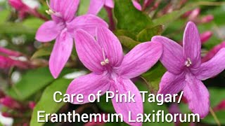 How to Grow and Care Shooting Stars Eranthemum Laxiflorum Pink Tagar Amethyst Star [upl. by Ahtnahc899]