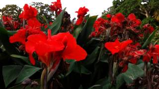 Canna plant Red flowers  canna lily HD 04 [upl. by Wini]