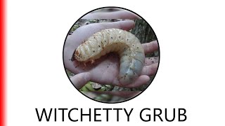 WITCHETTY GRUB [upl. by Swerdna]