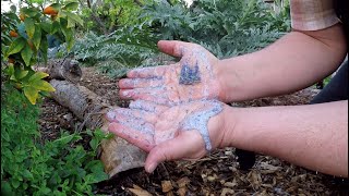 Grow Your Own Soap  Self Sufficient Gardening  Soap Plant [upl. by Kiki830]