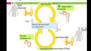 Endocrine Regulation [upl. by Beeson]