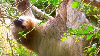 Monkey pranks Sloth  Funny Animal Movie [upl. by Pembrook812]