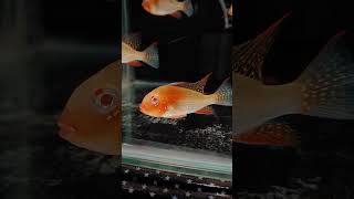 Threadfin acara  albino heckelii  Fish Aquarium  shorts acara cichlid ahmedabad viralvideo [upl. by Cichocki]