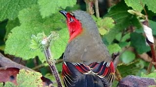 Rare birds of Thailand at Doi Lang Thailand [upl. by Renrag]