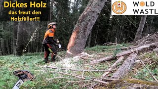 Holzfällen leicht gemacht mit Forstreich TR24HD [upl. by Docile]