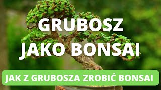 GRUBOSZ W STYLU BONSAI Ty też możesz stworzyć takie drzewko DIY [upl. by Moitoso]