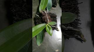 Phal Amabilis 35 ribupapan 0895 2379 3309 phalamabilis anggrekamabilis anggrekbulanamabilis [upl. by Ariamo306]