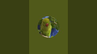 CUTE PARROT  Bhutku and Chutku is live [upl. by Whittemore]