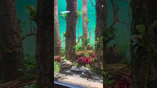 aquascaping aquascape fishaquariumfishtank plantedtank aquariumfreshwateraquarium hardscapes [upl. by Ydnik]