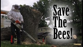 Operation Save The Bees [upl. by Kynan]