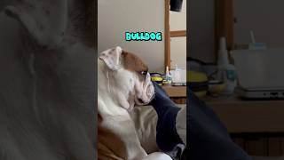 It seems a bulldog can’t be trusted bulldog dogsofyoutube shorts [upl. by Zink]