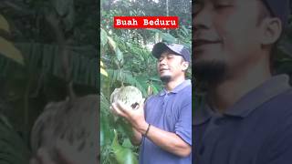 BUAH BEDURU DI HUTAN ALAM [upl. by Dermott]