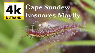 Cape Sundew vs Mayfly [upl. by Alad188]