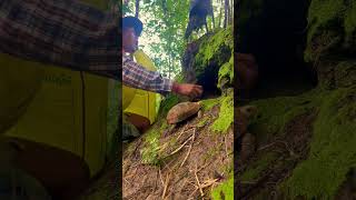 Man sees turtle enter parrot cavelove nature bird animals [upl. by Elliott]