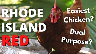 RHODE ISLAND RED The Easiest Chicken [upl. by Coughlin544]