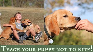 Stop Puppy Biting  Top 3 Training Solutions [upl. by Dick]