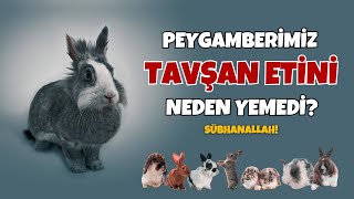 Sübhanallah Peygamberimiz Neden Tavşan Etini Yememiş ve Yemeyi de Reddetmiştir [upl. by Dhiman]