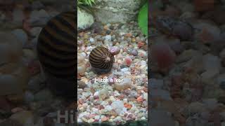 Ramshorn snail hitchhiking on a zebra nerite snail and slipping off [upl. by Daht]