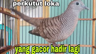 lokal gacor [upl. by Ynnelg]