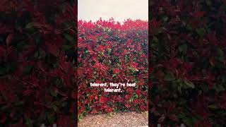 Photinia Red Robin is the Hardiest and Most Colourful Hedge [upl. by Rusell]