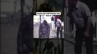 Big fella gorilla apes monkeys animals [upl. by Ellehsyt]