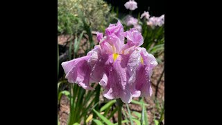 JAPANESE IRIS BLOOM  COAST TO COAST [upl. by Nafis]