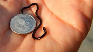 Worlds smallest Brahminy Blind Snake [upl. by Anij]