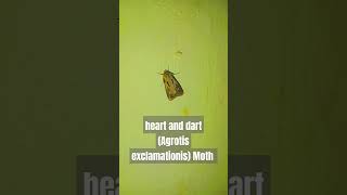 heart and dart Agrotis exclamationisMothfamily NoctuidaeInsectsEntomology [upl. by Jonell]