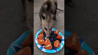 Opossum Eating Plain Yogurt Blueberries and Tangerines animals shortvideo shorts [upl. by Herson]