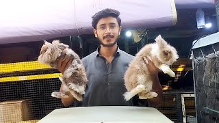 Ham Ne AJ Rabbits Cargo Kiye 🧺  Bohet Mushkil SE Gari Mili 🥵  Fancy Rabbit Farm  Aftab Ahmad [upl. by Sidney]