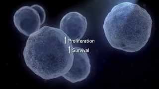 The MAPK Signaling Pathway [upl. by Carbo]