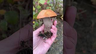 leccinum leccinumversipelle orangebirchbolete bolete bolet boletos cogumelos ediblemushrooms [upl. by Idmann]