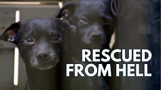 Almost 100 Dogs Rescued Dogs From Hoarding Hell Find Shelter [upl. by Anniram]