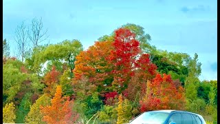 Stunning Fall Colors on the Road from Toronto to Barrie  Autumn Driv [upl. by Azriel511]