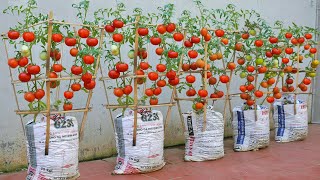 I wish I had known this method of growing tomatoes in soil bags sooner Tomato very Succulent [upl. by Georgeanna246]