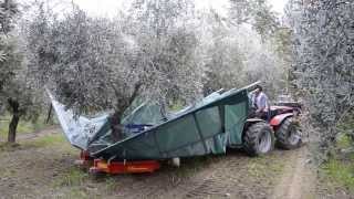 raccolta olive con scuotitore berardinucci [upl. by Jary541]