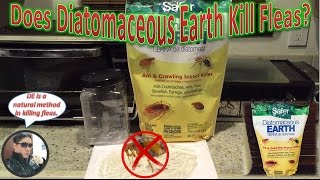 Can Diatomaceous Earth Treat Fleas  How To Treat Fleas Experiment [upl. by Euqirat]