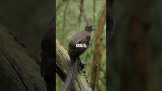 Lyrebirds Mimicking Artificial Sounds Unbelievable Accuracy [upl. by Tail743]