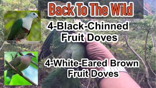 Back To Wild Relocation amp Release Of 4 BlackChinned Fruit amp 4 WhiteEared Brown Dove [upl. by Crisey156]