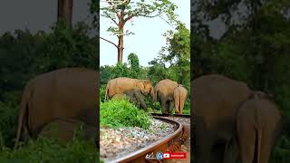 Indian wild elephant family with babies crossing railway track  shorts 1983 ytshorts elephant [upl. by Fabrice]