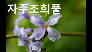 자주조희풀Purple hyacinthflower clematis [upl. by Itsirc]