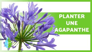 ENTRETIEN des AGAPANTHES 🌿💜 Comment PLANTER UNE AGAPANTHE et BOUTURE de lagapanthe [upl. by Rivalee]