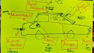 Memorize Hypothalamic Nuclei and their functions in 4 min Easy Mnemonic [upl. by Tanberg]