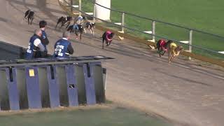 Gawler04102024Race8 [upl. by Einomrah991]