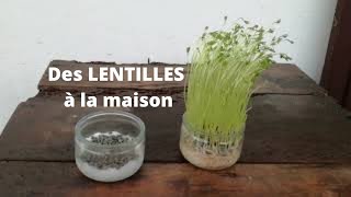 Faire pousser des LENTILLES à la maison [upl. by Jowett]